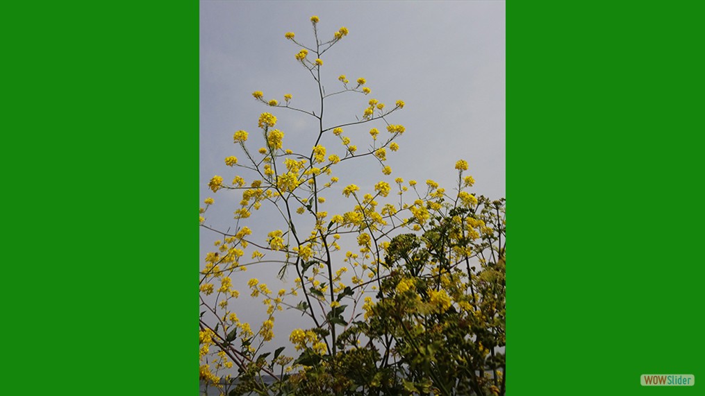 Brassica nigra/Black Mustard