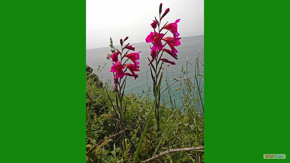 Gladiolus communis ssp byzantium/Whistling Jack