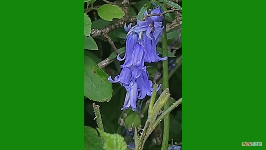Hyacinthoides non scriptus/ Bluebell
