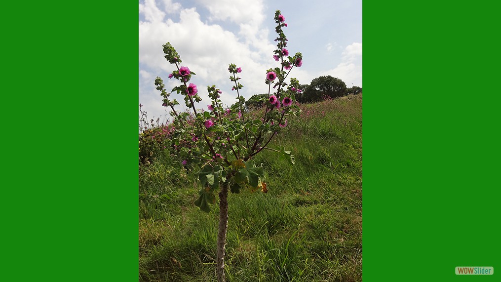 Lavatera arborea/Tree Mallow