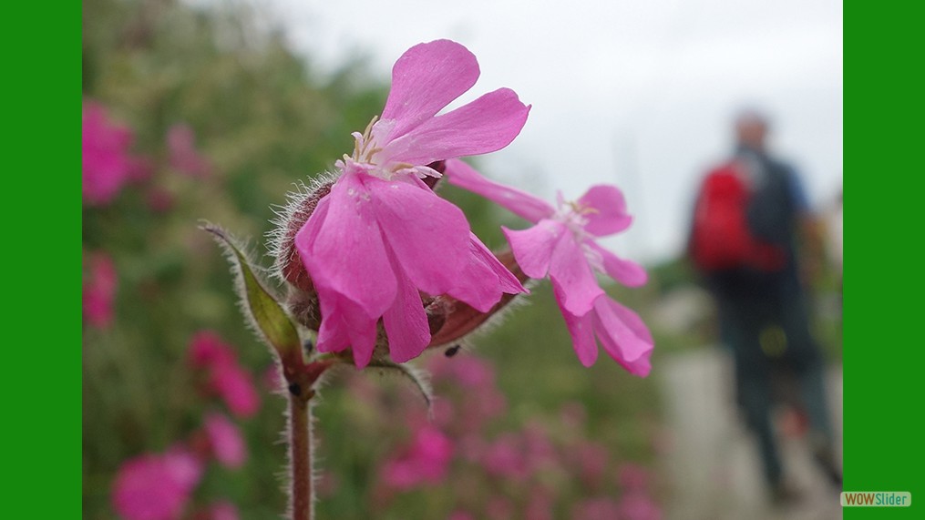 Silene dioica/Red Campion