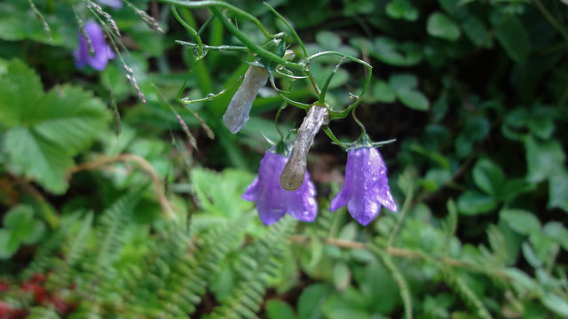 Campanula rotundifolia/Rundblättrige Glockenblume
