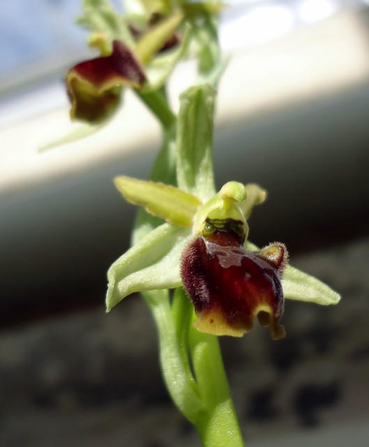 Ophrys sphegodes/Spinnen-Ragwurz
