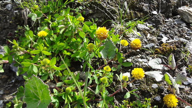 Trifolium badium/Braun-Klee
