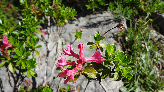 Rhododendron hirsutum/Bewimperte Alpenrose