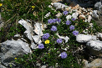 Globularia cordifolia/Herzblättrige Kugelblume