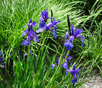 Iris sibirica/Sibirische Schwertlilie