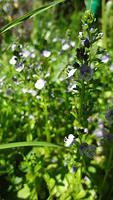 Veronica serpyllifolia ssp serpyllifolia/Gewöhnlicher Thymian-Ehrenpreis