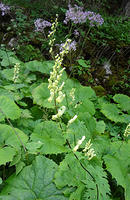 Aconitum vulparia/Gelber Eisenhut, Wolfswurz