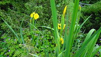 Iris pseudacorus/Gelbe Schwertlilie
