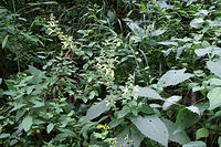 Salvia glutinosa/Klebriger Salbei