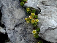 Saxifraga aphylla/Blattloser Steinbrech