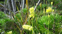 Tofieldia calyculata/Kelch-Simsenlilie