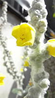 Verbascum phlomoides/Filzige Königskerze