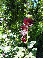 Alcea rosea/Garten-Stockrose
