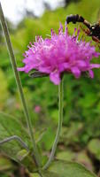 Knautia drymeia/Ungarische Witwenblume