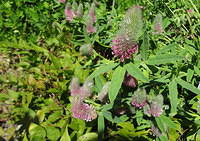 Trifolium rubens/Purpur-Klee/Fuchs-Klee