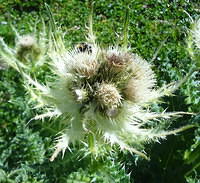 Cirsium spinosissimum/Alpen-Kratzdistel