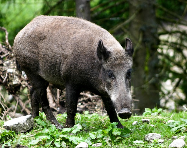 Schwein oder nicht Schwein, that’s the question