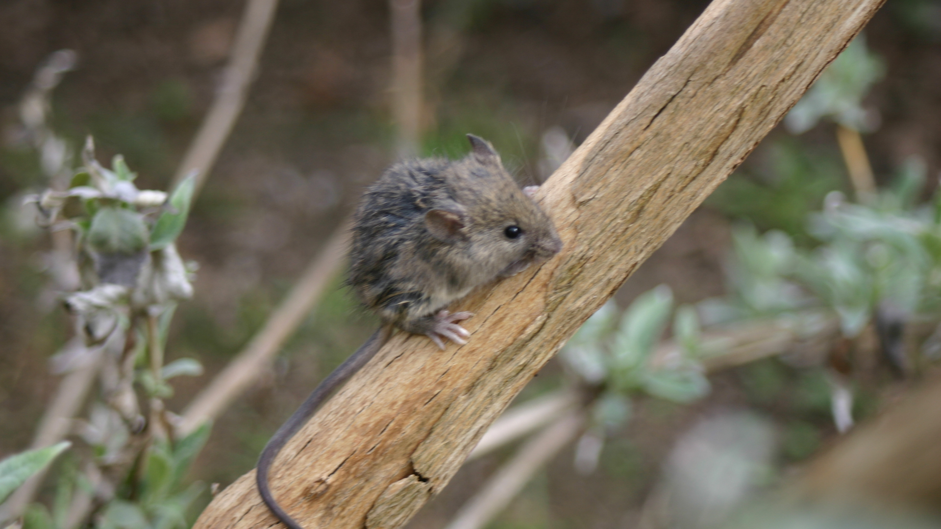 Klein, kleiner, Knirps – Mäuse im Rampenlicht