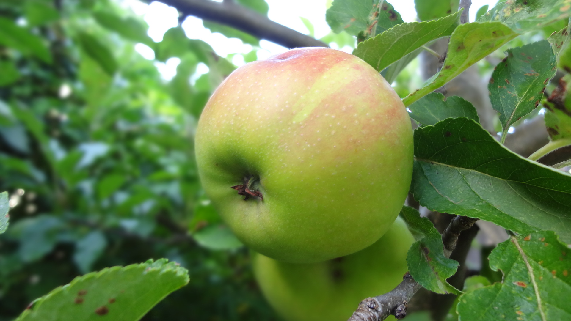 Gartenobst Äpfel