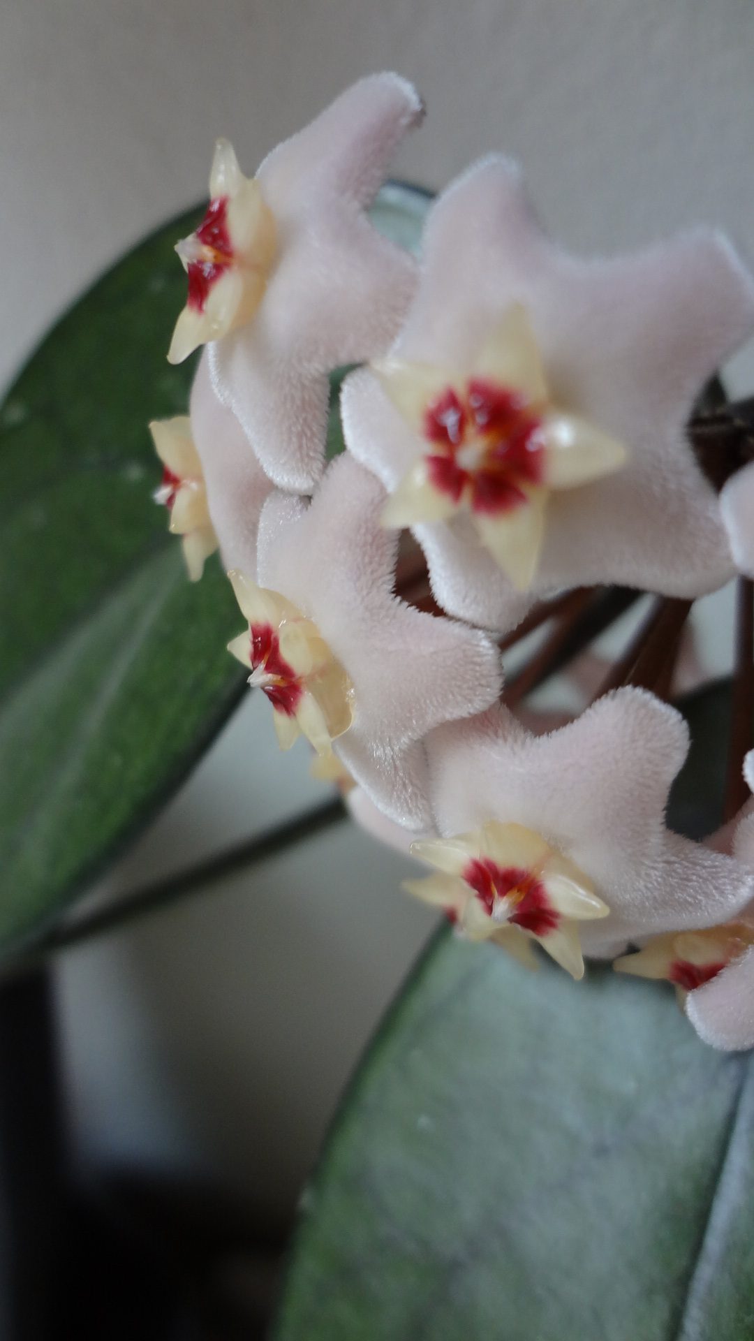 Zimmerpflanze Wachsblume/Porzellanblume