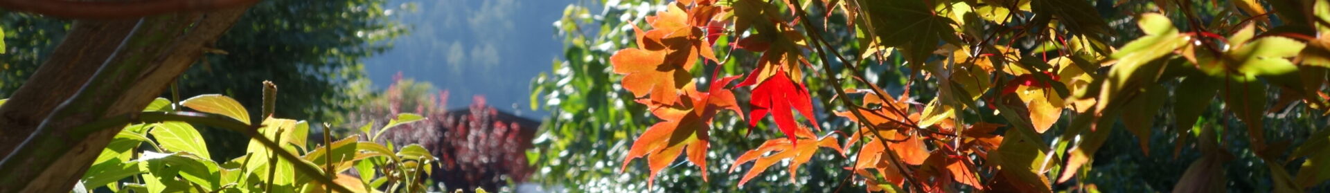 Schlagwort: <span>Herbstblumen</span>