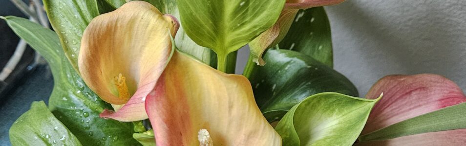 Die Zimmerkalla – Zantedeschia