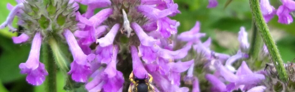 Garten-Wollbiene