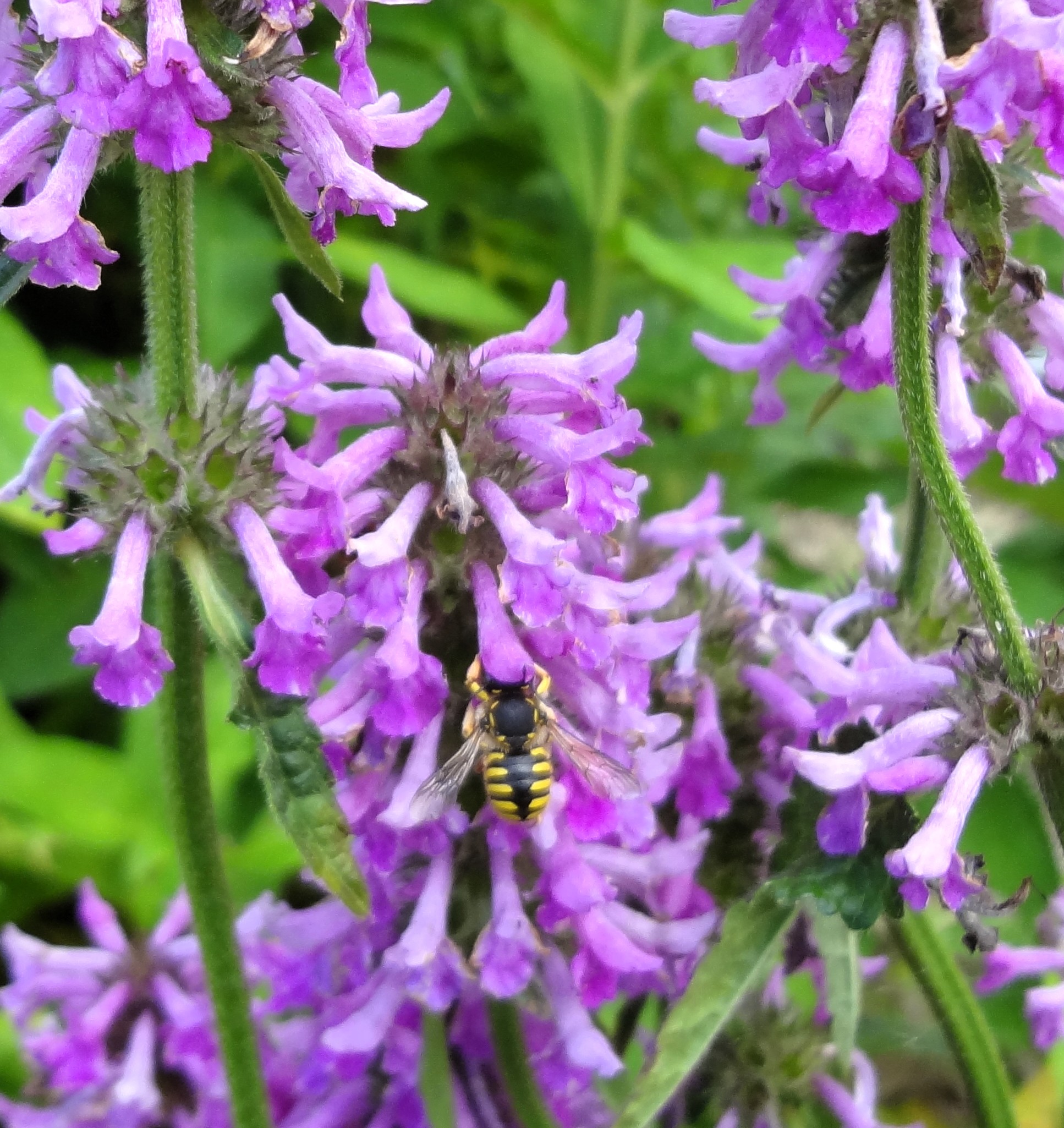 Garten-Wollbiene