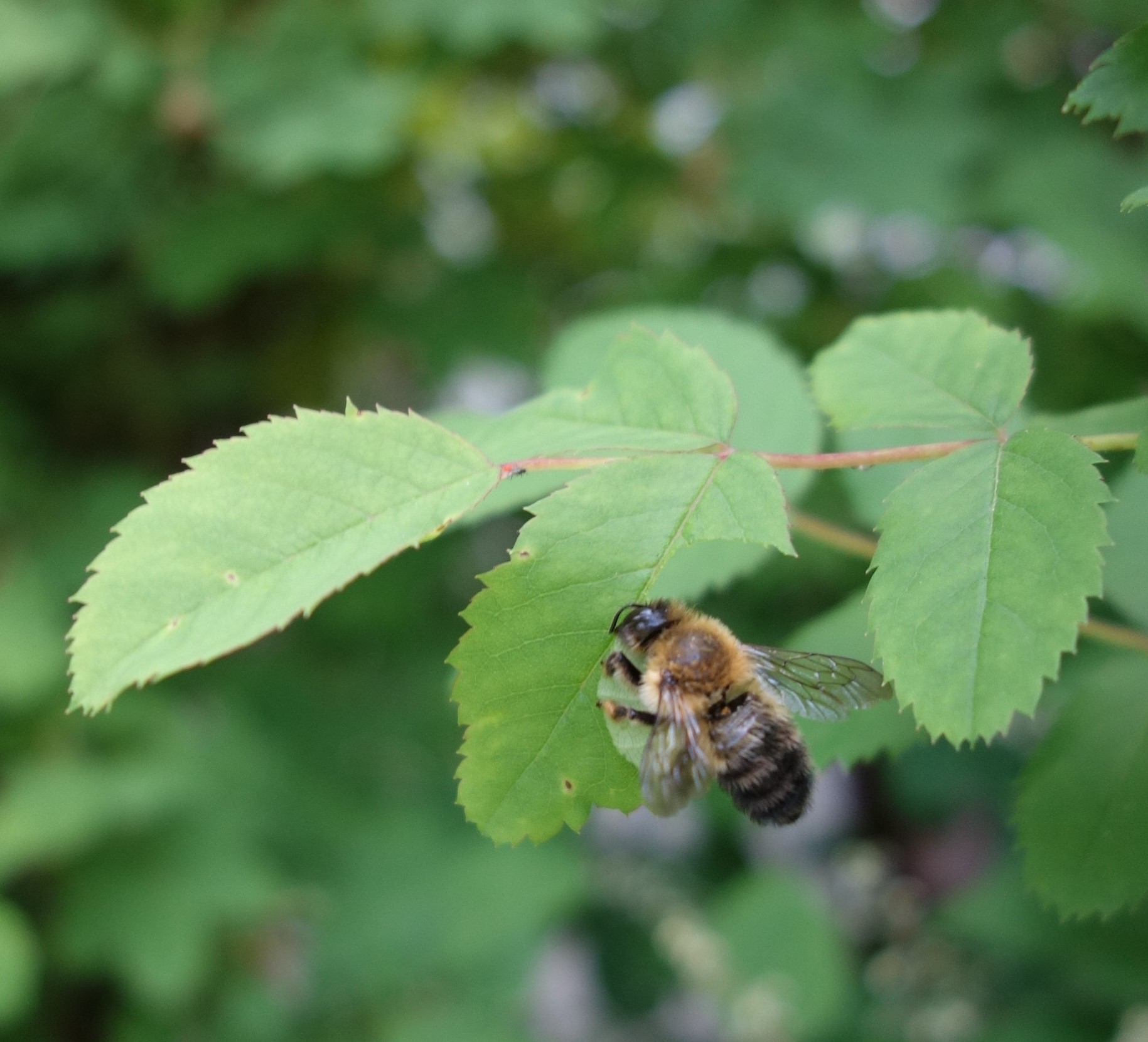 Blattschneiderbienen
