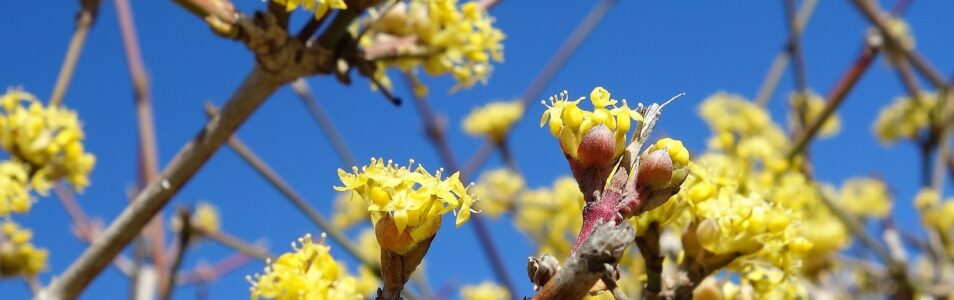 Blühende Sträucher für den Naturgarten