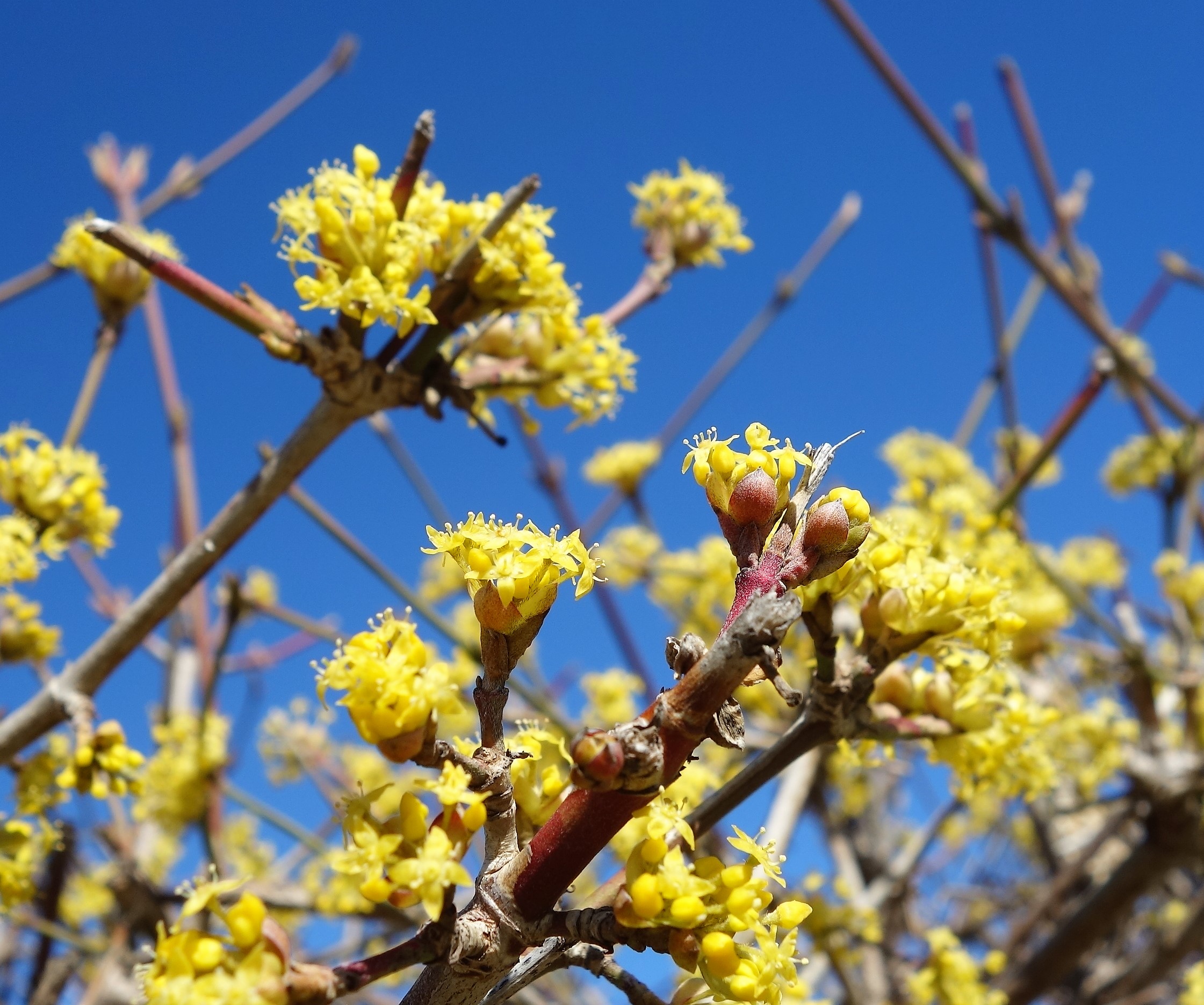 Blühende Sträucher für den Naturgarten