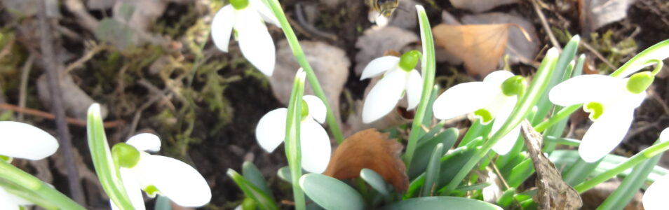 Was im Februar schon blühen kann!