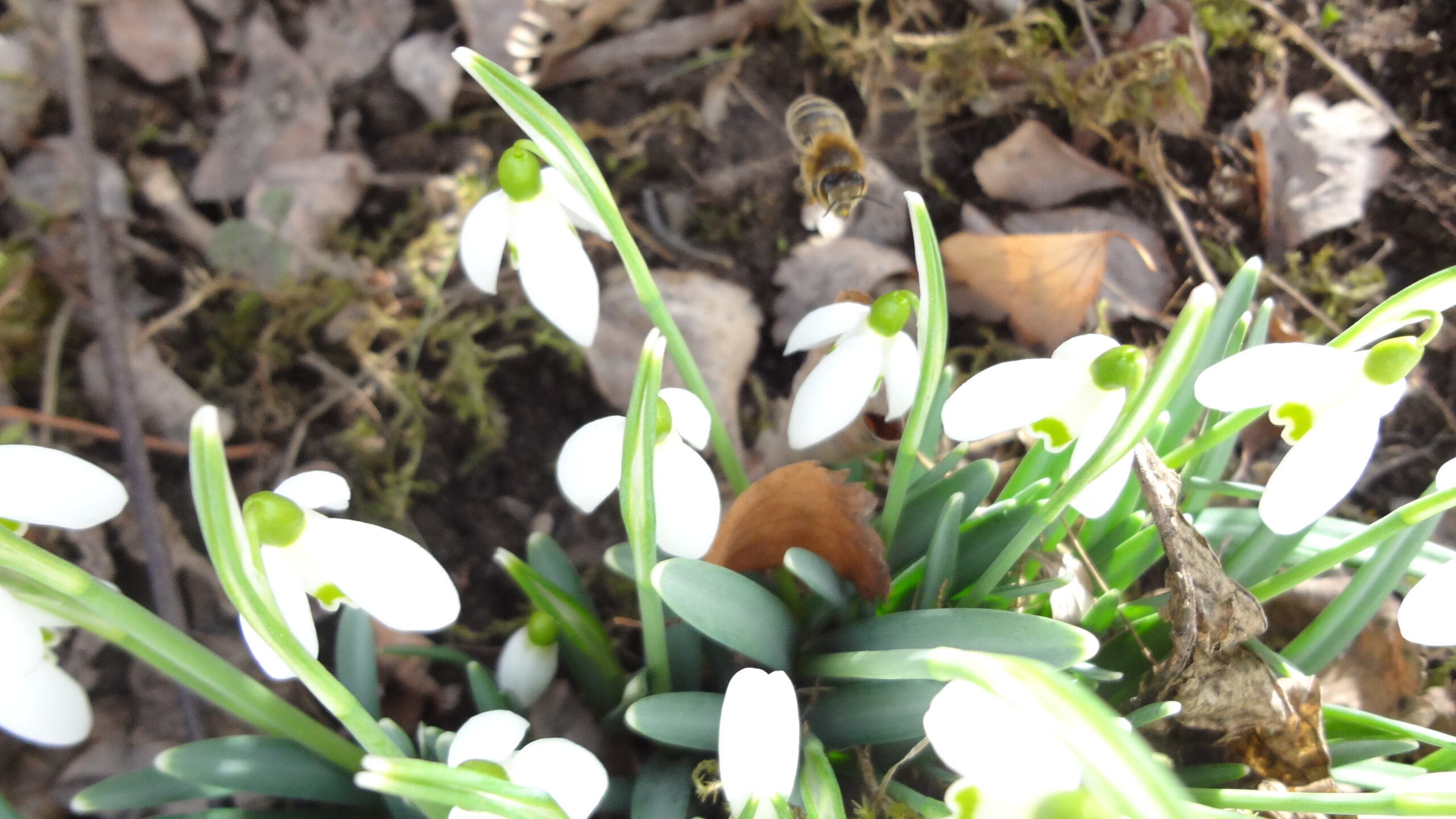 Was im Februar schon blühen kann!