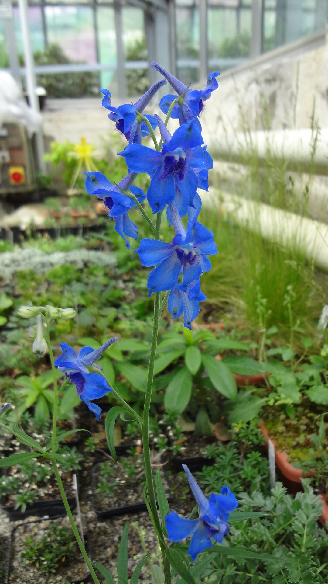 Allerlei Ritterliches rund um Pflanzen