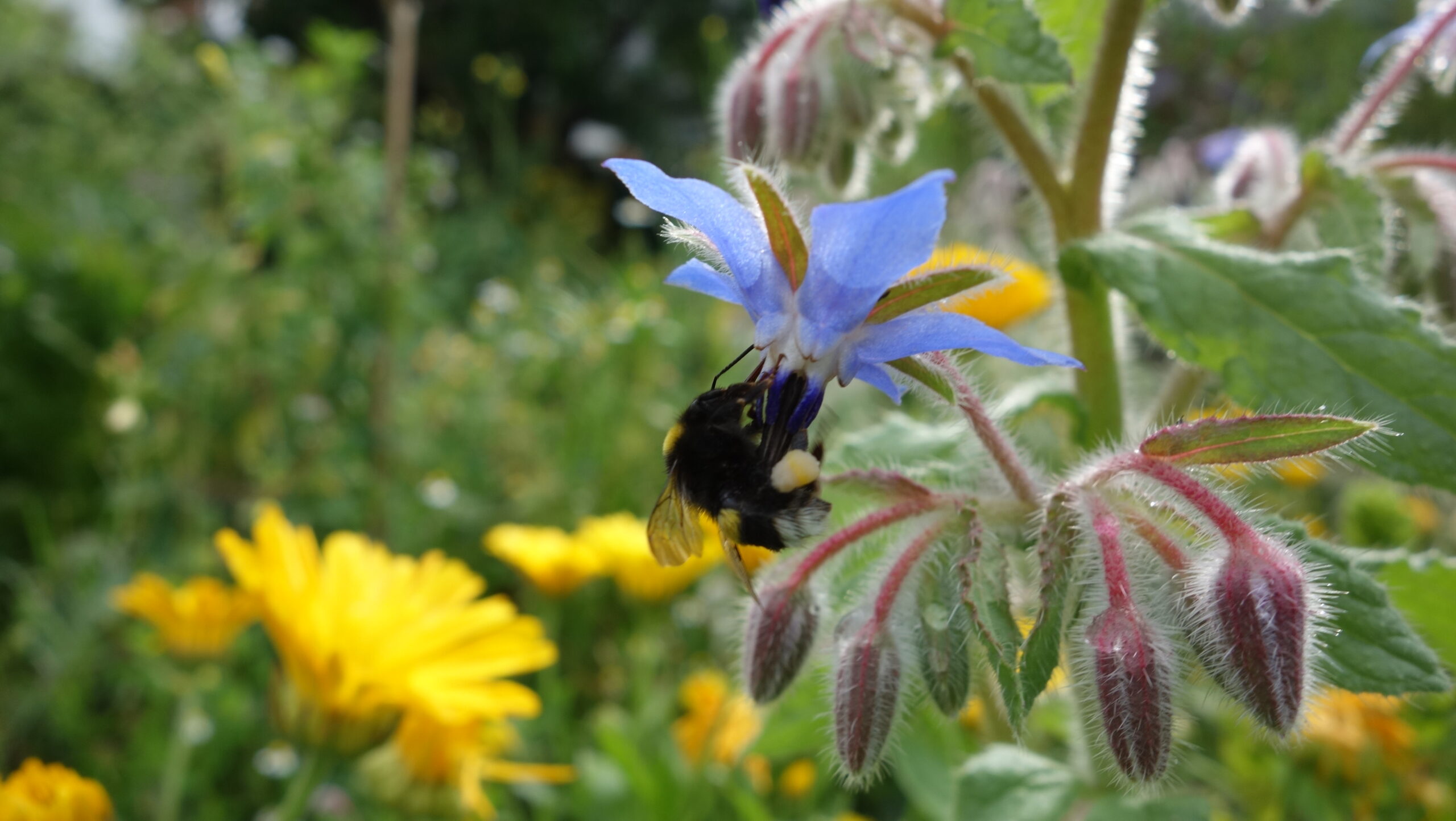 Warum man Borretsch in seinem Garten pflanzen sollte …