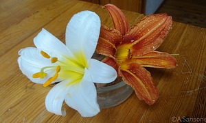 Lilien und Taglilien – Unterschiede und Gemeinsamkeiten