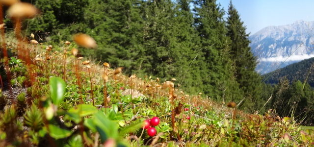 Preiselbeere gegen Cranberry:  ist beides dasselbe in Grün oder besser in Rot?
