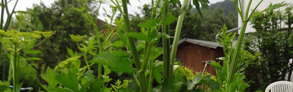 Kennt ihr die Pastinake? Gemüse und Arzneipflanze