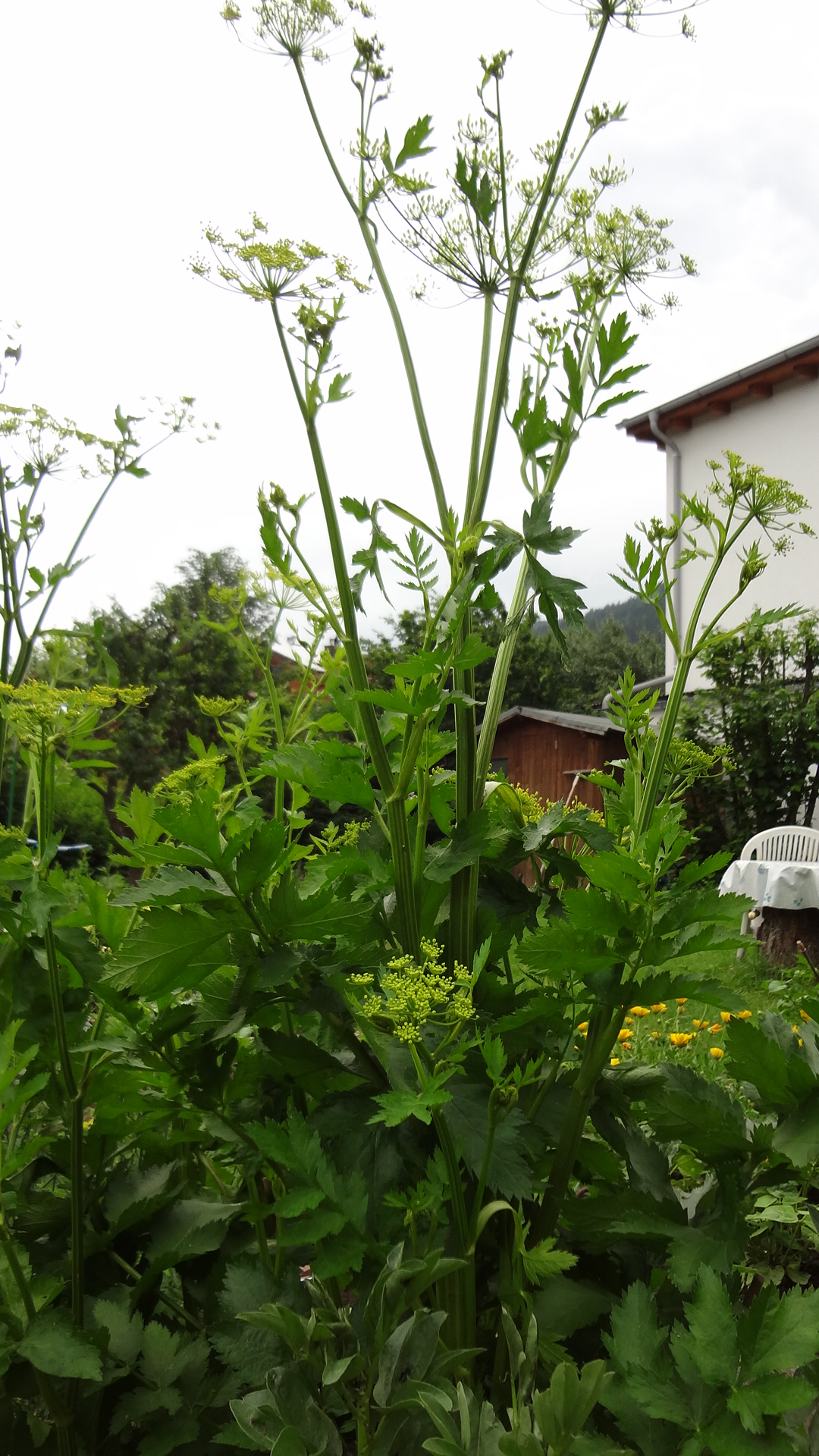Kennt ihr die Pastinake? Gemüse und Arzneipflanze