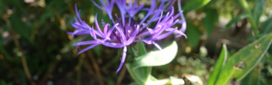 Flockenblume und Kornblume