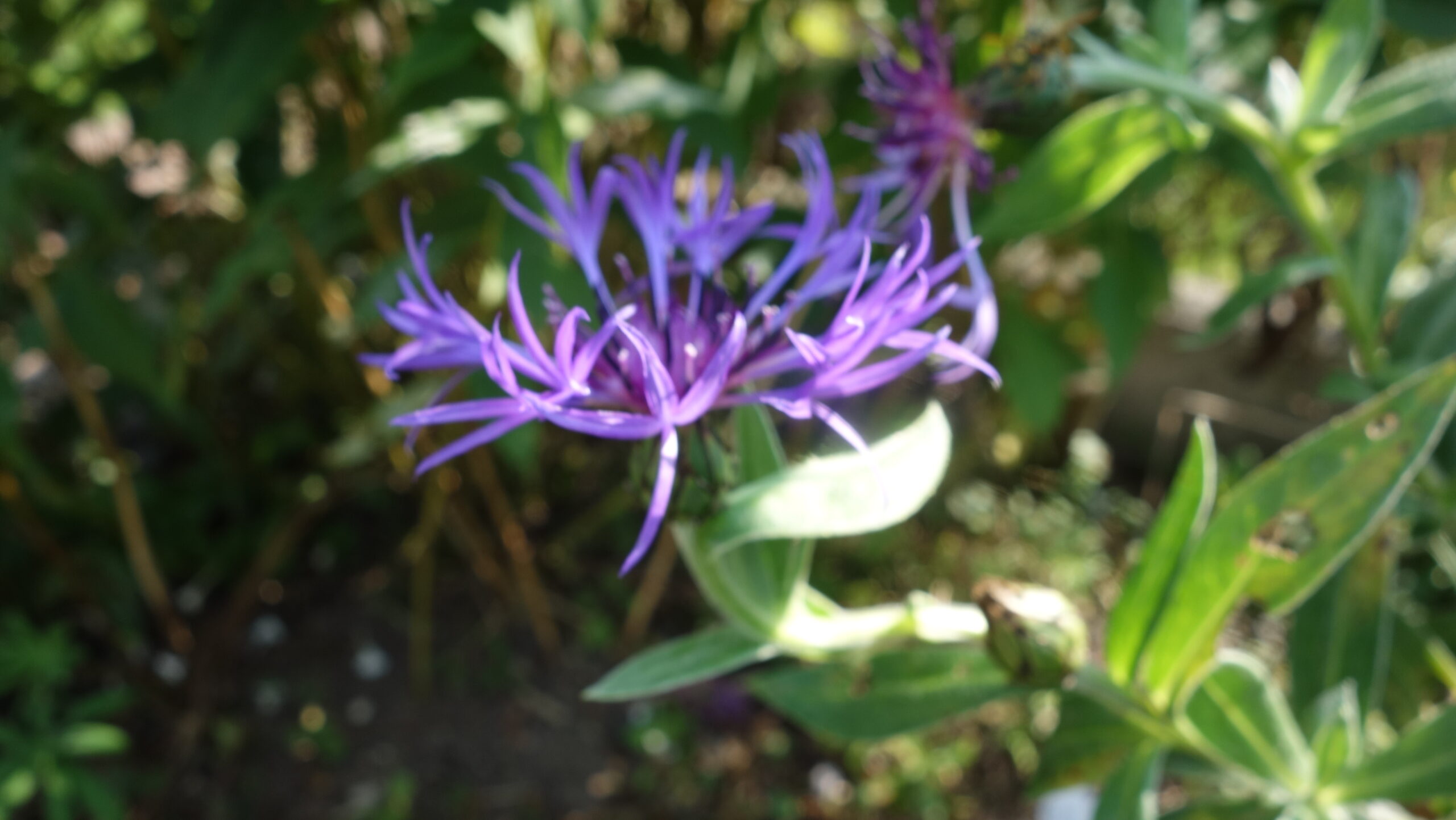 Flockenblume und Kornblume